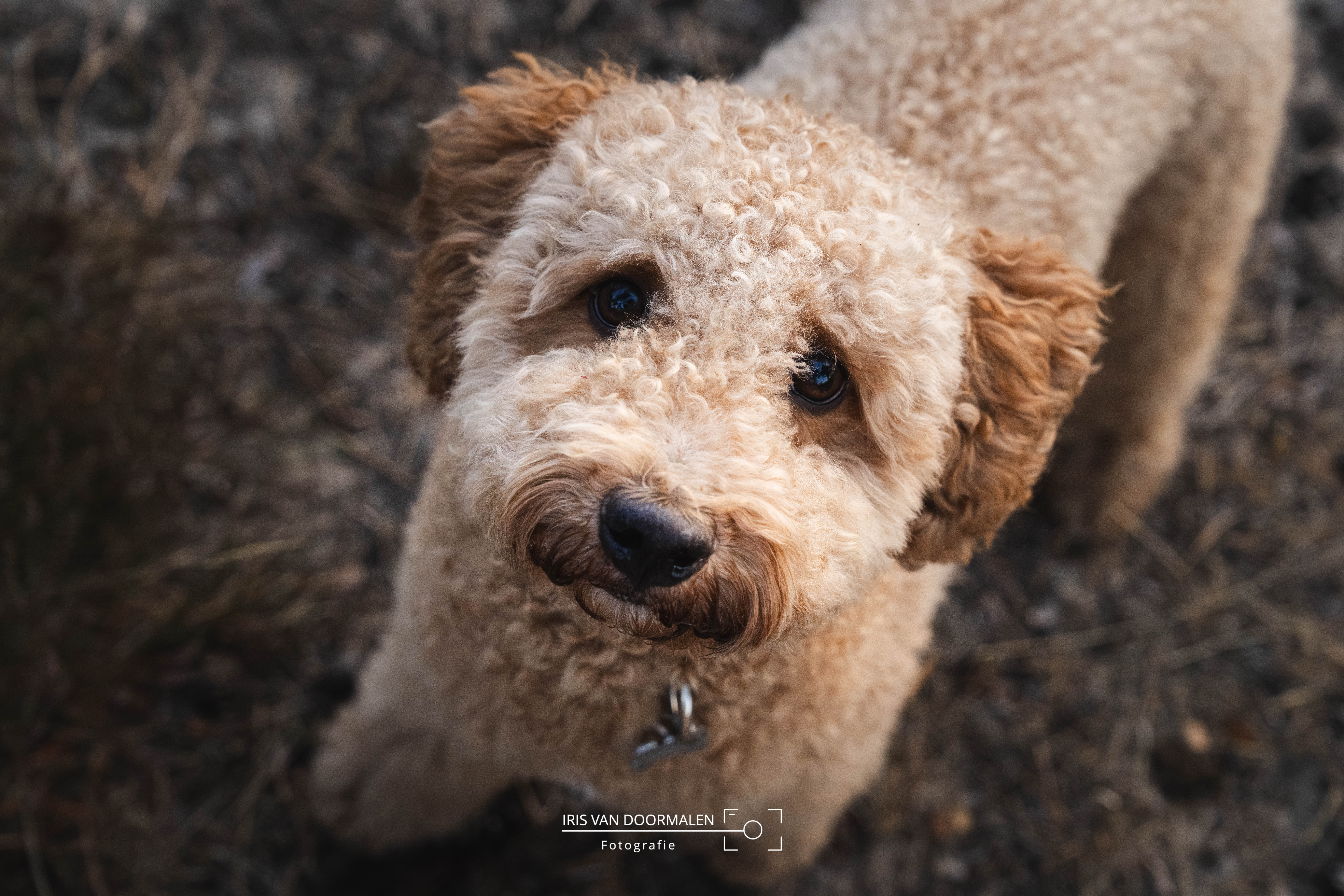 labradoodle kijkt naar boven, recht in de lens