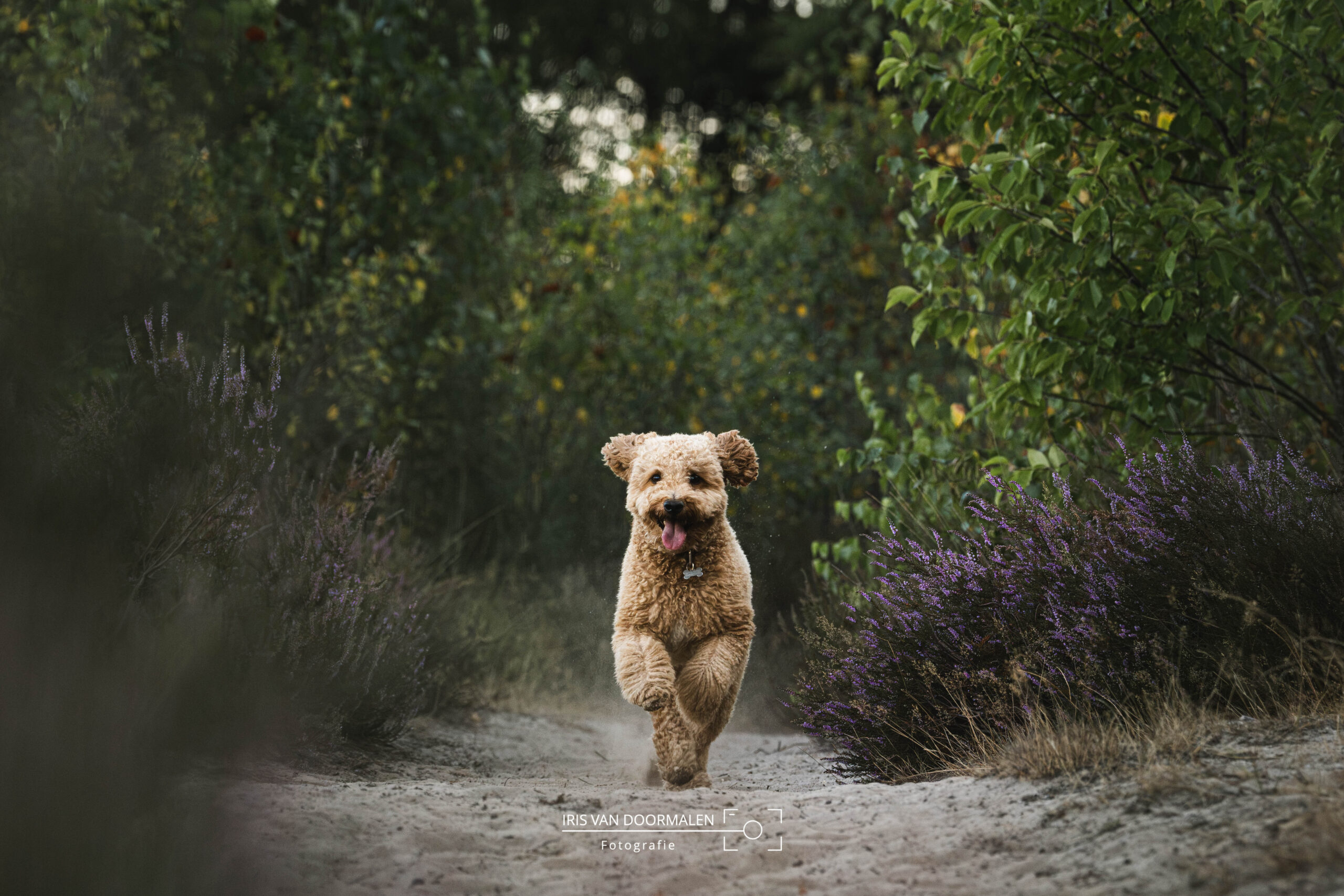 hond komt aanrennen, tussen heide en groen door